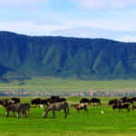 Ngorongoro Conservation Area Guide for 2025-2026 15 Ngorongoro by Tanzania Solo Safaris