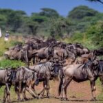 Serengeti National Park Guide for 2026 / 2027 16 Serengeti National Park Guide for 2026 2027