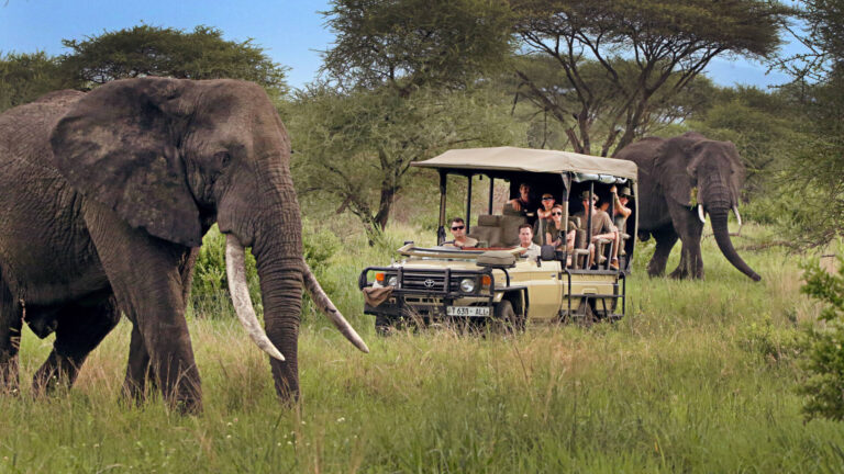 Best Time to Visit Tanzania for a Solo Safari: Month-by-Month Guide