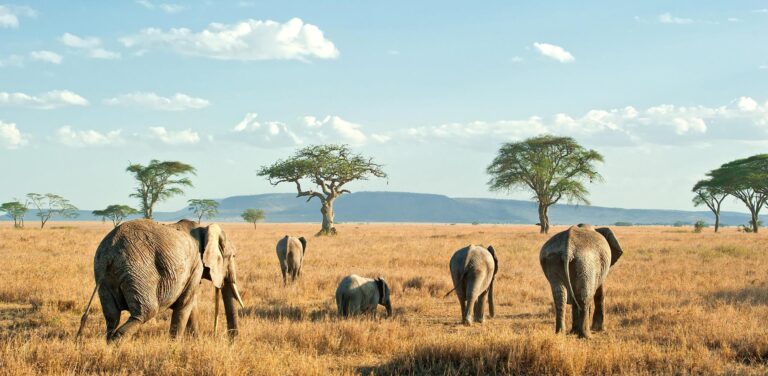 7 Days Big Five Safaris in Tanzania
