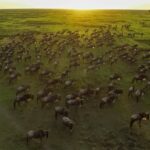 Why Solo Travelers Love Tanzania: A Guide to the Ultimate Safari Adventure 14 Tanzania Solo Safari