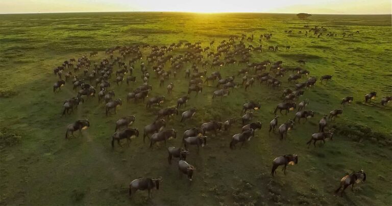 Tanzania Solo Safari