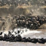 Serengeti Safari for One: How to Plan the Perfect Solo Wildlife Experience 13 wildlife spectacle great migration tanzania 1