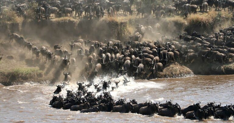 Serengeti Safari for One: How to Plan the Perfect Solo Wildlife Experience