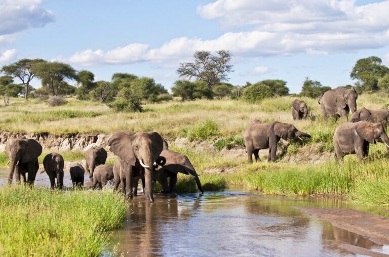 3-Day Express Tanzania Safari: Tarangire Elephants & Ngorongoro Wonders