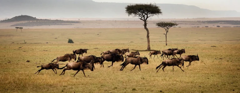 4-Day Classic Northern Circuit Safari: Tarangire, Serengeti & Ngorongoro Crater