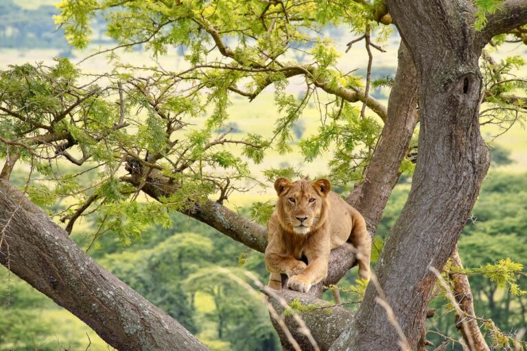 4-Day Tanzania Safari Package: Tarangire Wildlife, Serengeti Cats & Ngorongoro