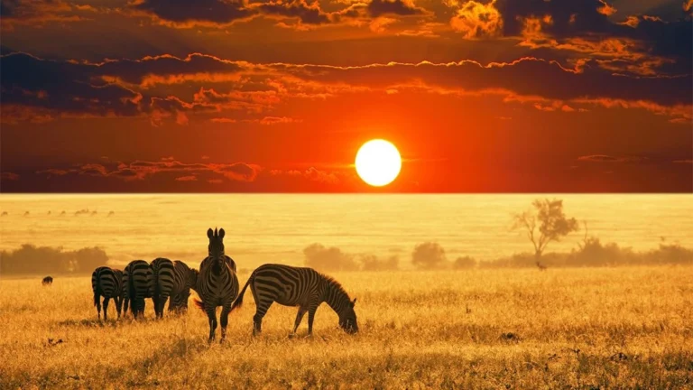 5-Day Big Five Safari: Tarangire, Serengeti & Ngorongoro Highlights