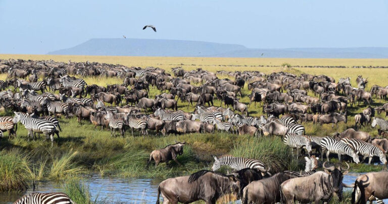 6-Day Northern Circuit Safari in Tanzania | Big Five & Migration Experience