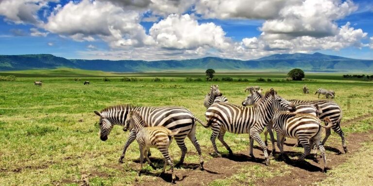 7-Day Classic Northern Tanzania Safari: Tarangire, Serengeti & Ngorongoro