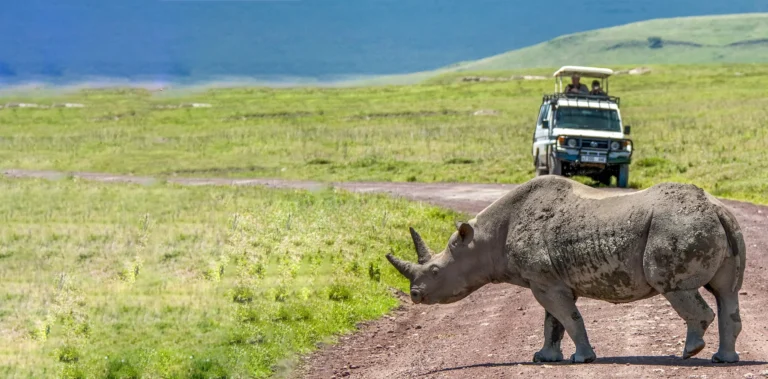 8-Day Luxury Northern Circuit Safari: Serengeti Wonders & Ngorongoro Crater