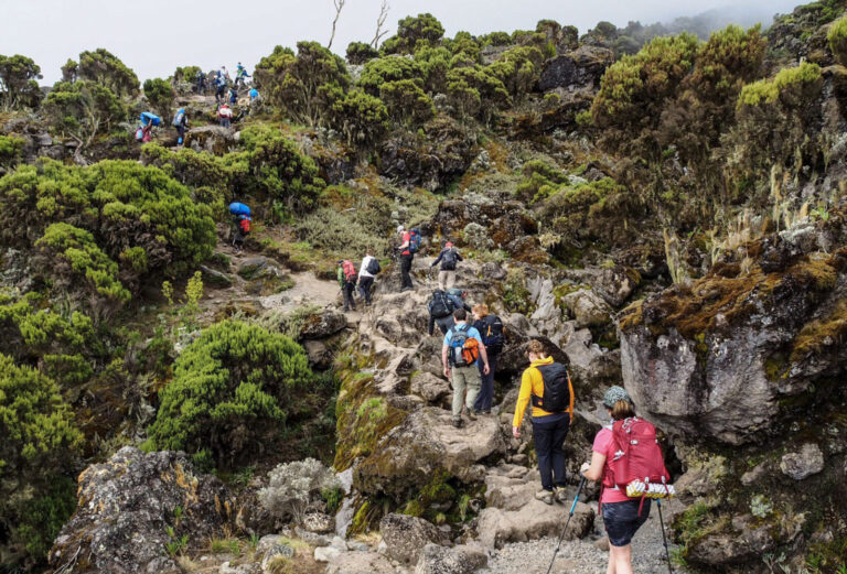 Best Time to Climb: Seasonality, Weather & Crowd Tips for Tanzania’s Big Peaks