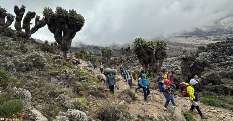 Climbing + Safari: How to Extend Your Mountain Trek with Wildlife Adventures