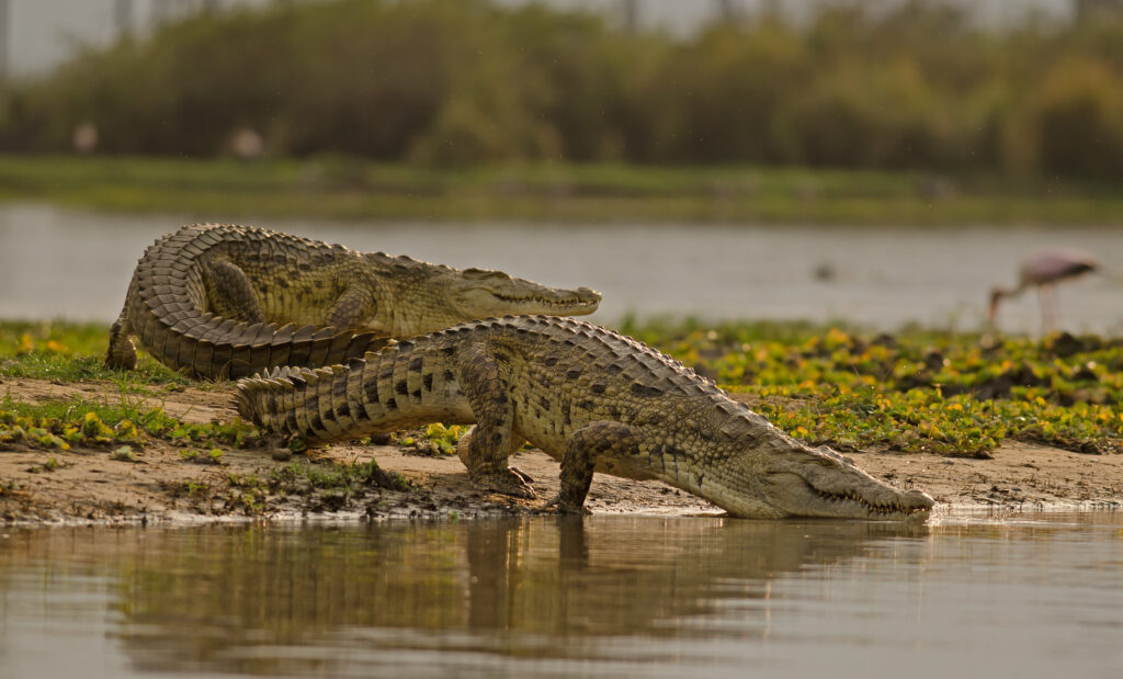 Nyerere National Park